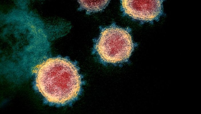 Dünyadaki bütün koronavirüslerin çapı hesaplandı
