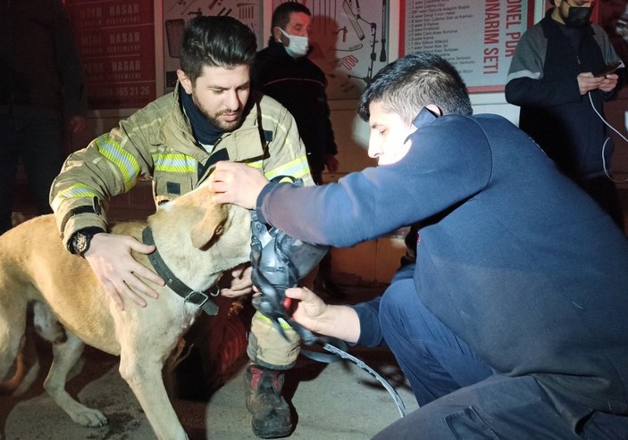 Bursa'da köpeğe kalp masajı yaparak kurtardılar