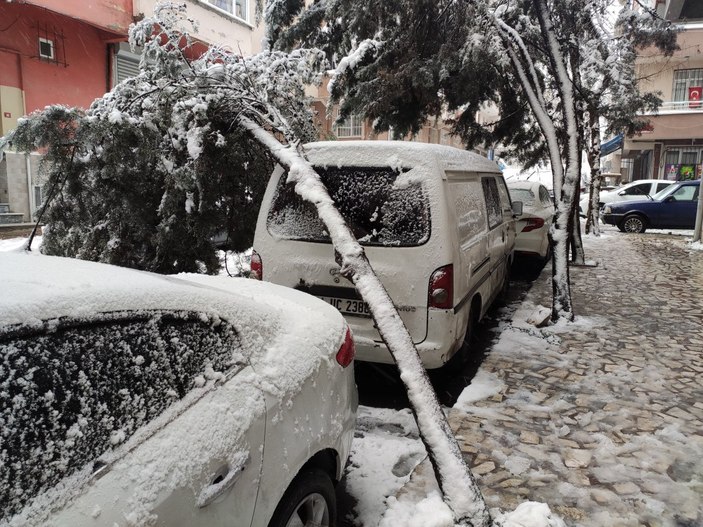 İstanbul'da kara dayanamayan ağaç, aracın üstüne devrildi