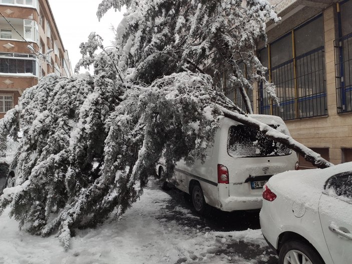 İstanbul'da kara dayanamayan ağaç, aracın üstüne devrildi