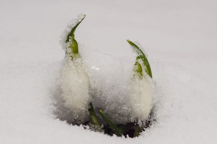 Kardelen koparmanın cezası arttı