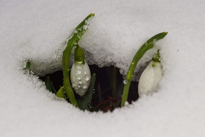 Kardelen koparmanın cezası arttı