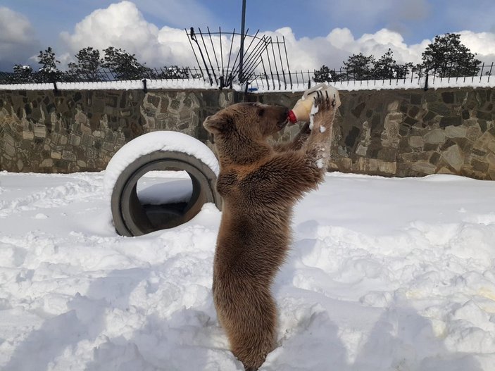 Çekmeköy'de, hayvanat bahçesindeki ayı karın keyfini çıkardı