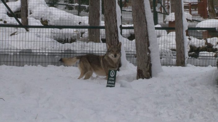 Çekmeköy'de, hayvanat bahçesindeki ayı karın keyfini çıkardı