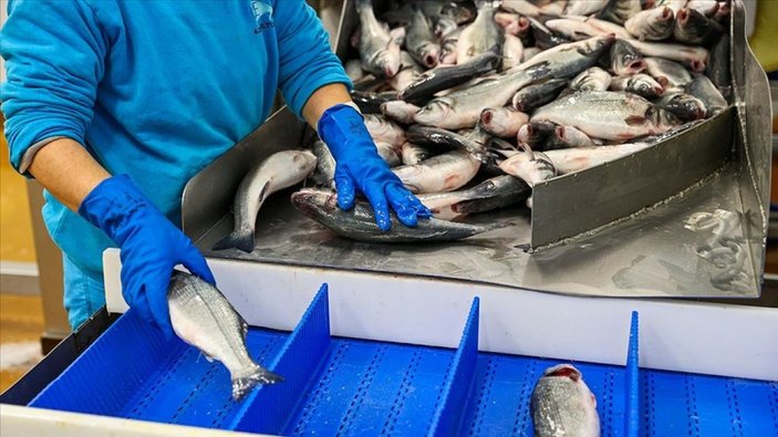 Balık ihracatı arttı