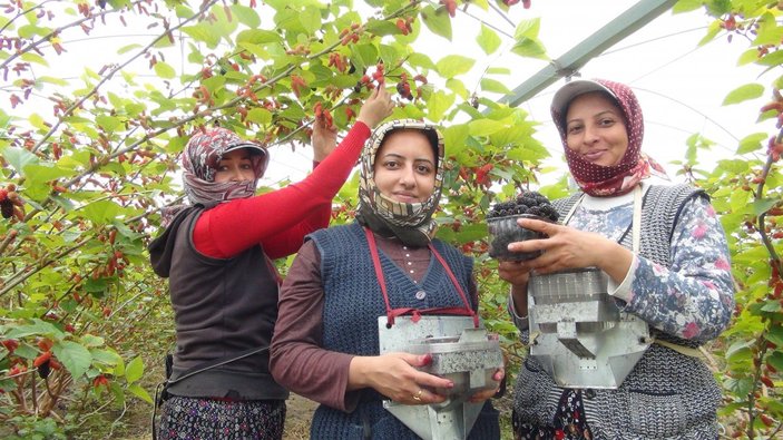 Silifke'de ilk karadut hasadı başladı