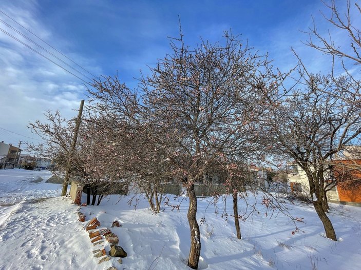 Edirne'de yalancı bahara aldanıp, çiçeklenen meyve ağaçları buz tuttu