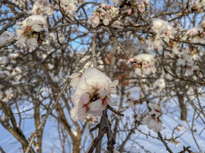 Edirne'de yalancı bahara aldanıp, çiçeklenen meyve ağaçları buz tuttu