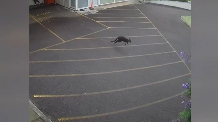 Avustralya'da hastaneye giren kanguru