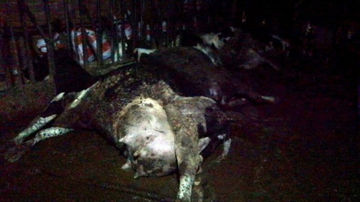 Çanakkale’de elektrik çarpan inekler telef oldu