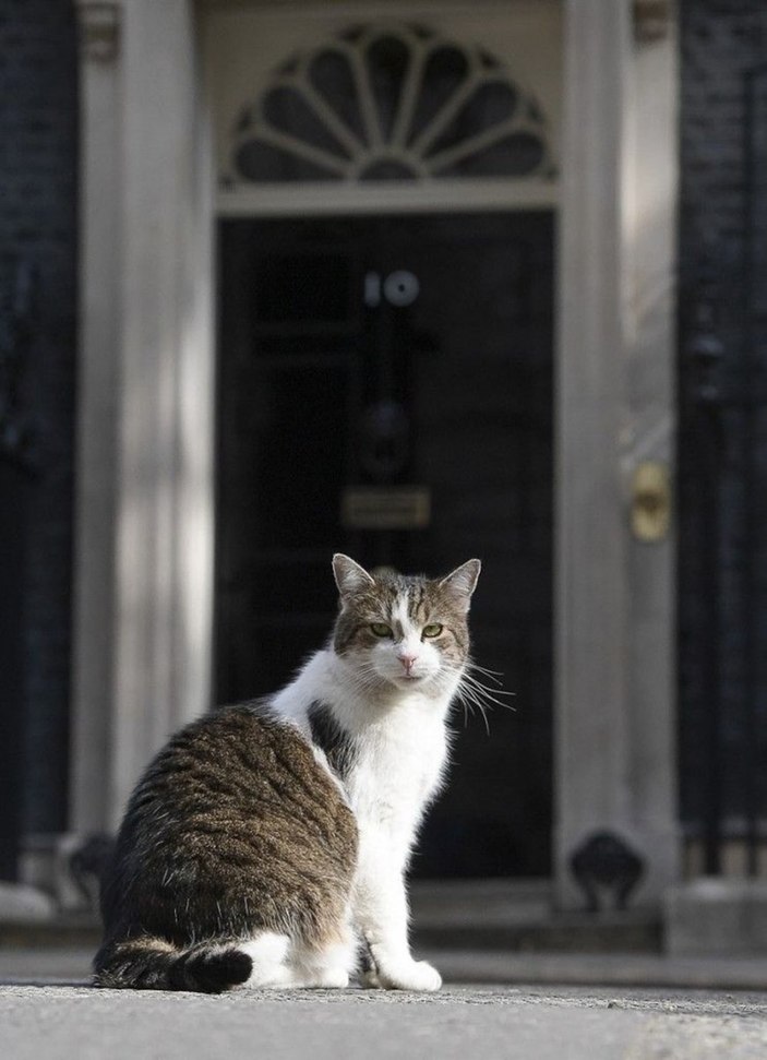 İngiltere’de kedi Larry, 10 yıldır görevde