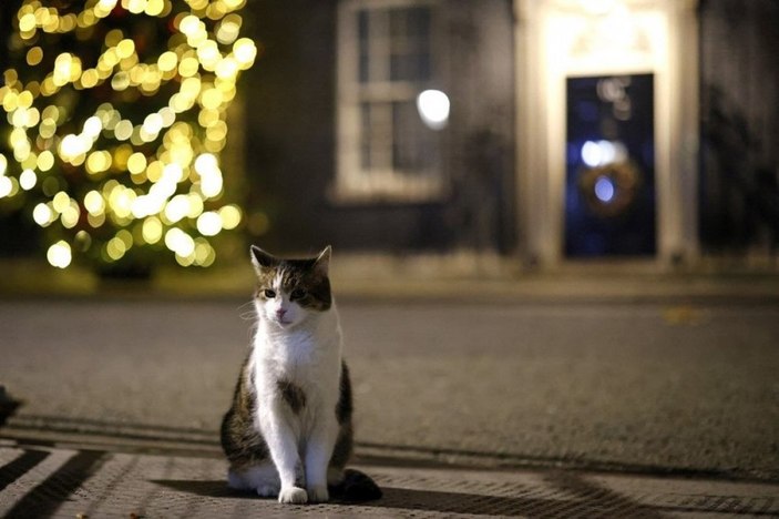 İngiltere’de kedi Larry, 10 yıldır görevde