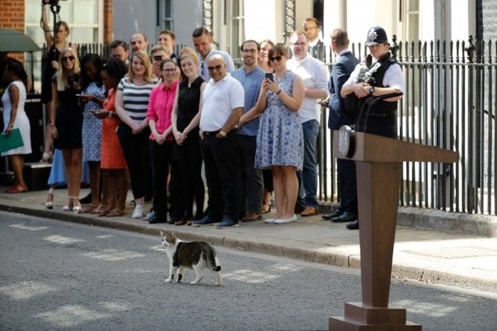 İngiltere’de kedi Larry, 10 yıldır görevde