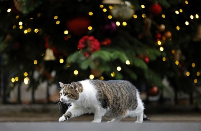 İngiltere’de kedi Larry, 10 yıldır görevde