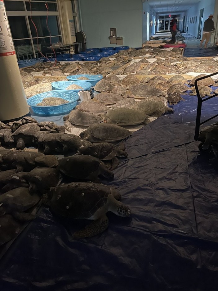 Teksas'ta binlerce kaplumbağa donmak üzereyken kurtarıldı