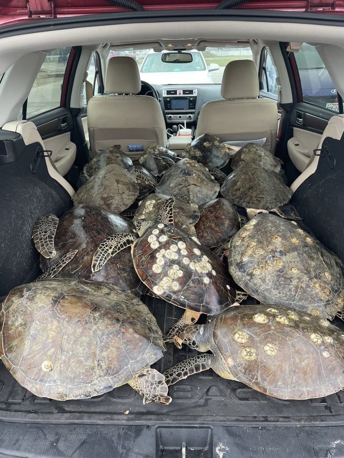 Teksas'ta binlerce kaplumbağa donmak üzereyken kurtarıldı
