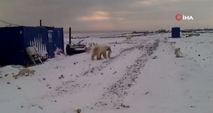 Rusya’da aç kutup ayıları şantiyelere indi