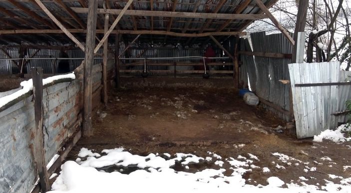 d Düzce'de köye inen kurtlar, 13 koyunu parçaladı