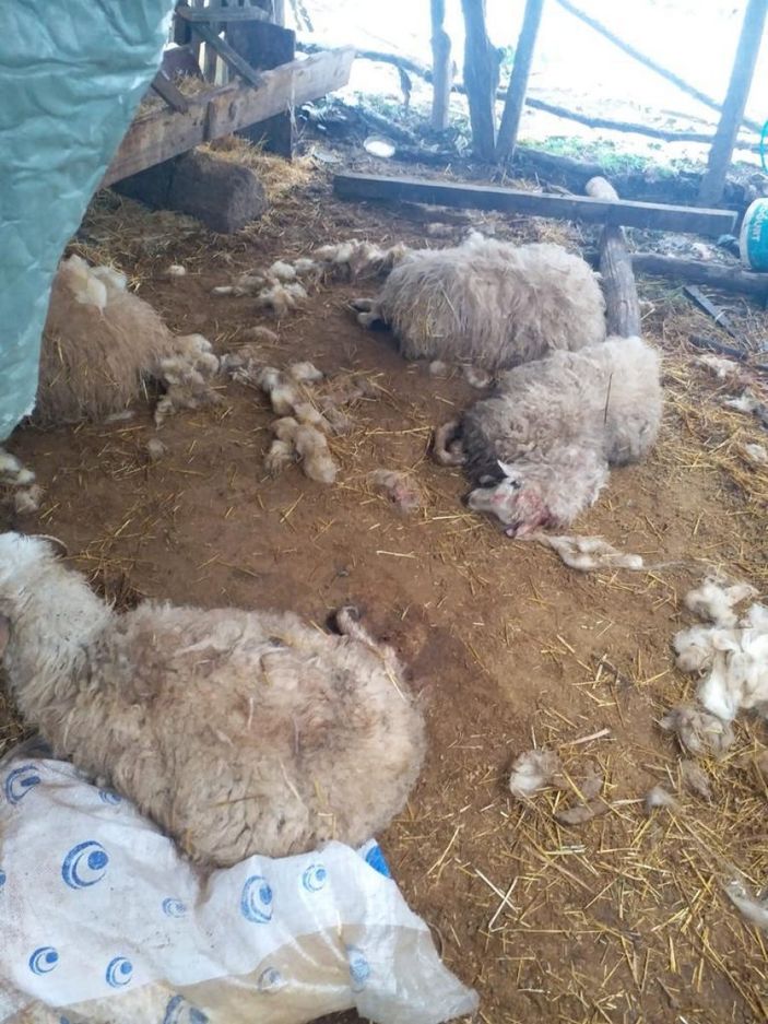 d Düzce'de köye inen kurtlar, 13 koyunu parçaladı