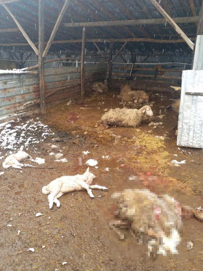 d Düzce'de köye inen kurtlar, 13 koyunu parçaladı