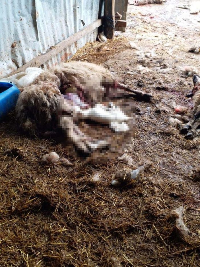 d Düzce'de köye inen kurtlar, 13 koyunu parçaladı