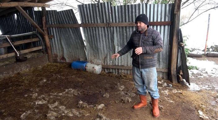 d Düzce'de köye inen kurtlar, 13 koyunu parçaladı