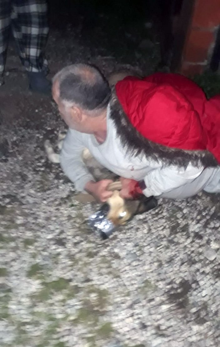 Kurt köpeğinin saldırısına uğrayan vatandaşı jandarma kurtardı