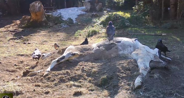 Bursa’da bir çiftçinin ölen ineği yaban hayvanlarına verildi