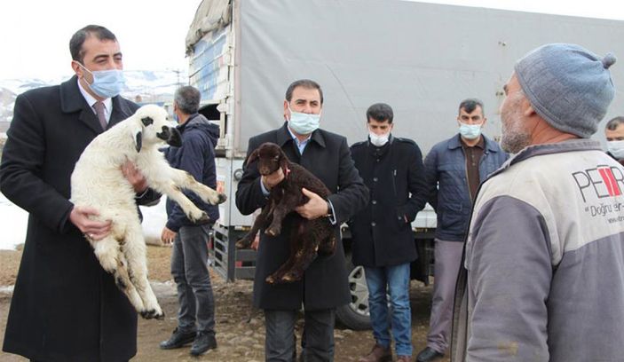 Bingöl'de besicinin 95 kuzusu bir gecede telef oldu