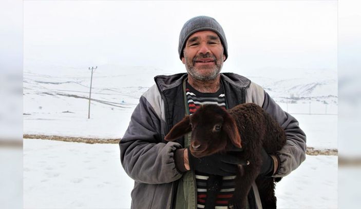 Bingöl'de besicinin 95 kuzusu bir gecede telef oldu