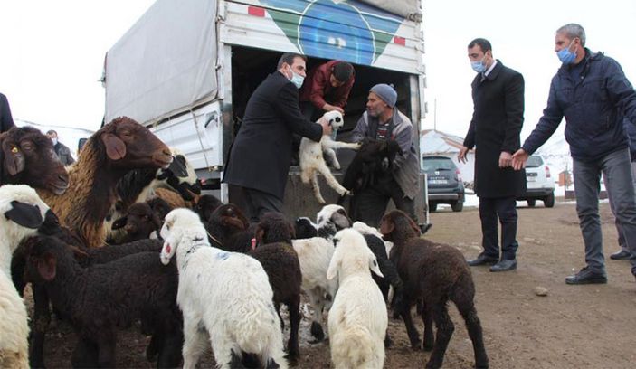 Bingöl'de besicinin 95 kuzusu bir gecede telef oldu