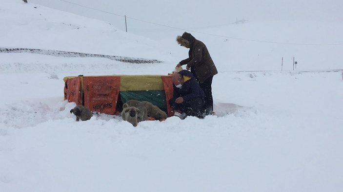 Bingöl'de yol kenarındaki yavru köpekler için kulübe yaptılar