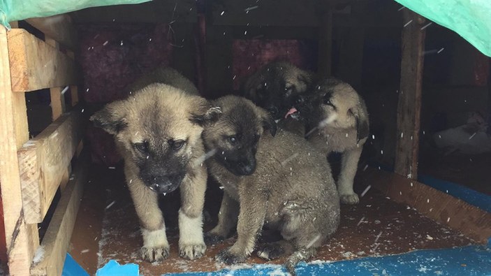 Bingöl'de yol kenarındaki yavru köpekler için kulübe yaptılar