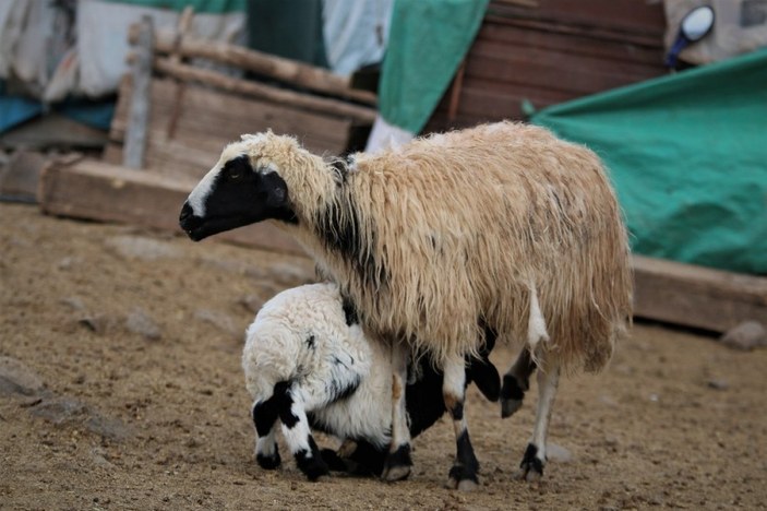 Elazığ'da yüzlerce kuzunun annesine kavuşma anı