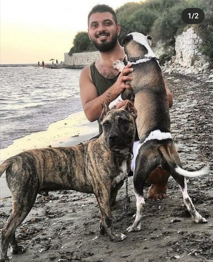 Adana’da sokak köpeğine saldıran pitbullların sahibine ceza