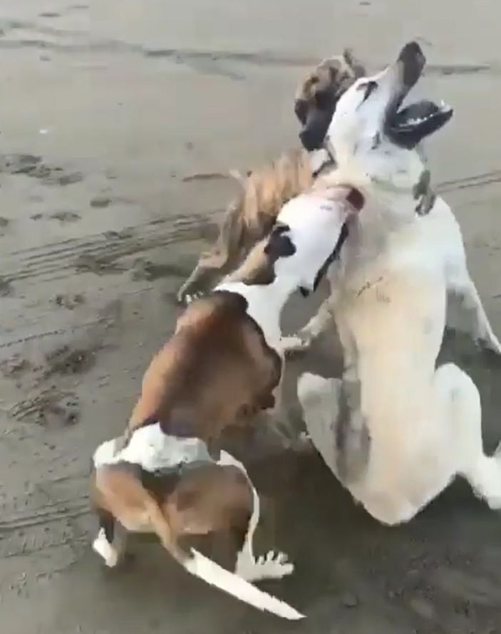 Adana’da sokak köpeğine saldıran pitbullların sahibine ceza