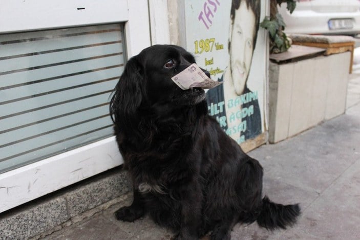 Ankara'da sahibinden aldığı parayla alışveriş yapan köpek 'Zeytin'