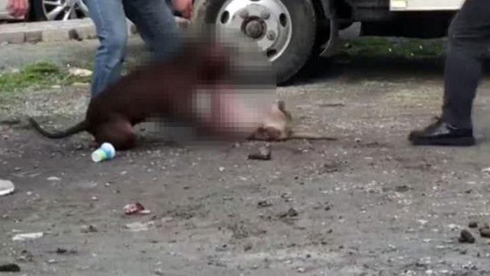 İstanbul'da tasmasız gezdirilen pitbull cinsi köpek kediye saldırdı