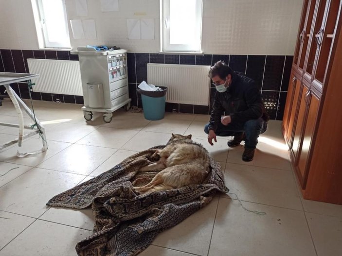 Ardahan'da yaralı kurt donmaktan kurtarıldı