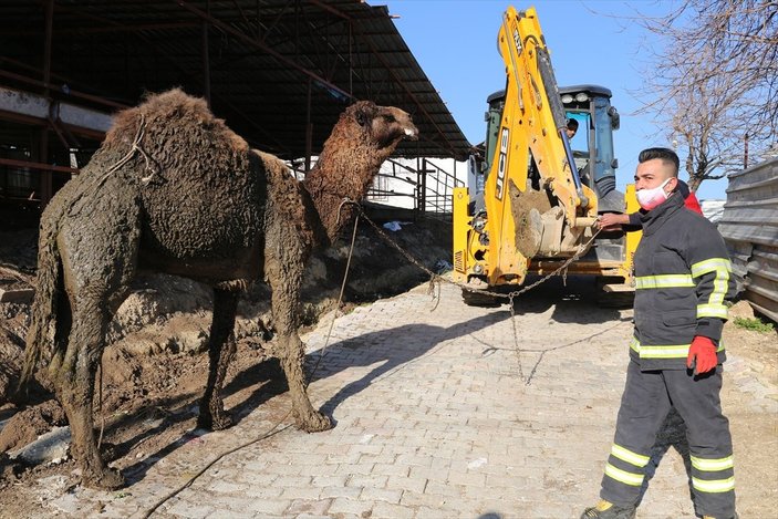 Hatay'da su kanalına düşen deve kurtarıldı