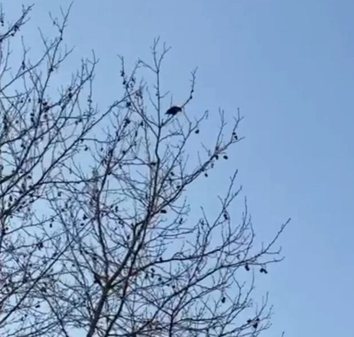 Kocaeli'de 'Allahu ekber' diyen karga, duyanları hayrete düşürdü