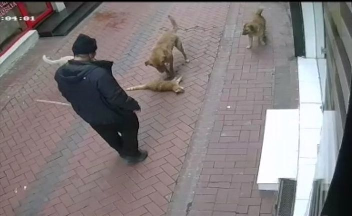 Balıkesir'de beslediği köpeklerine 20 kediyi boğdurttu