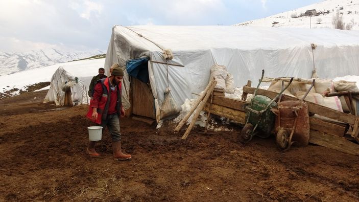 Muş'ta anneleri telef olan kuzular biberonla besleniyor