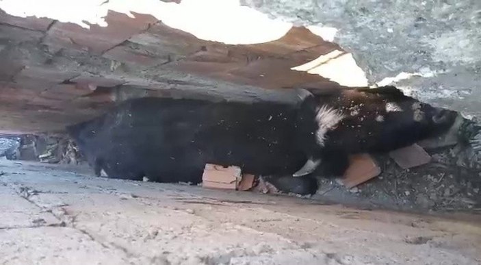 Düzce'de köpekten kaçan inek, duvara sıkıştı