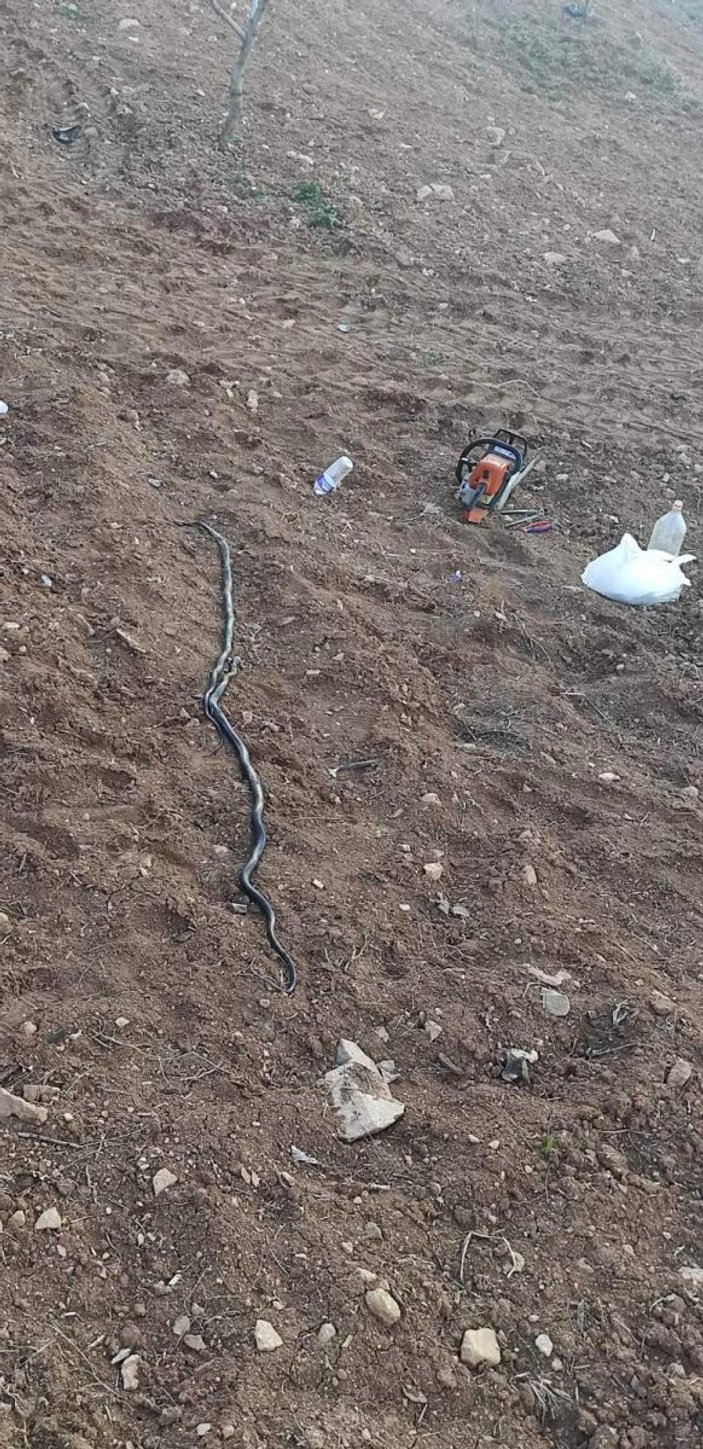 Siirt’te sıcak hava ile birlikte yılanlar da ortaya çıktı