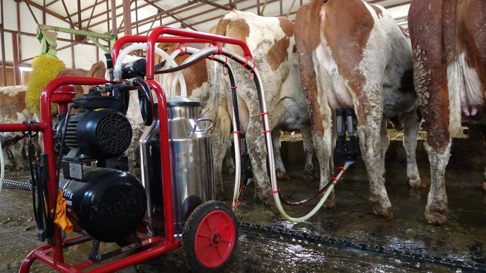 Muş’ta 2 milyon lira devlet desteği ile süt çiftliği kurdu