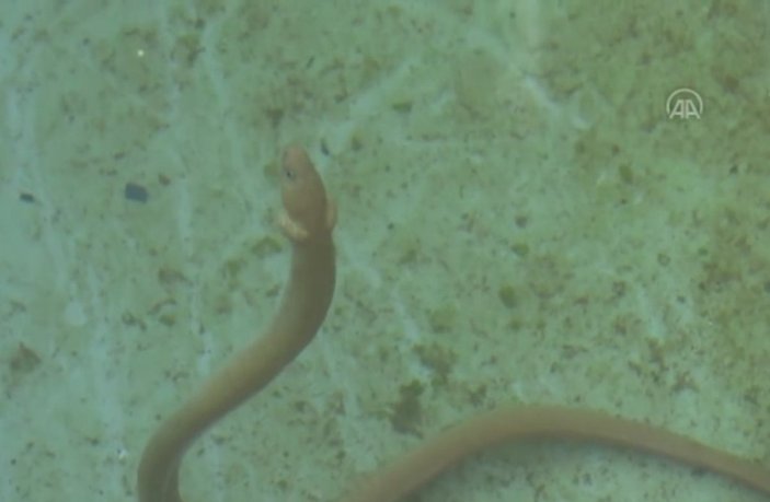 ‘Yılan kurdu balığı’ Çanakkale Boğazı'nda görüntülendi