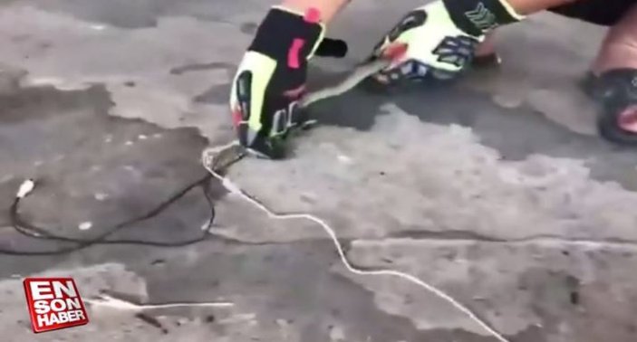 Tayland’da kulaklık yemeye çalışan yılan kurtarıldı
