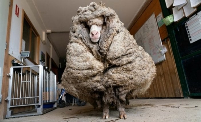 Avustralya'da kırkılan bir koyundan 35 kilo yün çıktı