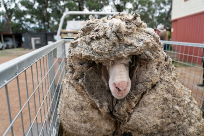 Avustralya'da kırkılan bir koyundan 35 kilo yün çıktı